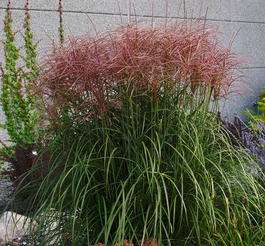 Мискантус китайский «Rotfeder» (Miscanthus sinensis «Rotfeder»)