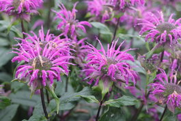 Монарда гибридная «Блауштрумпф» (Monarda hybrida «Blaustrumpf»)