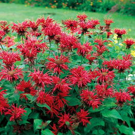 Монарда гибридная «Gardenview Scarlet» (Monarda hybrida «Gardenview Scarlet»)