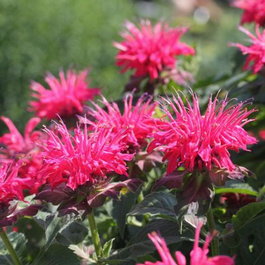 Монарда гибридная «Пинк Суприм» (Monarda hybrida «Pink Supreme»)