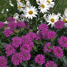 Монарда гибридная «Purple Lace» (Monarda hybrida «Purple Lace»)