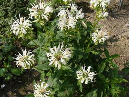 Монарда гибридная «Schneewittchen» (Monarda hybrida «Schneewittchen»)