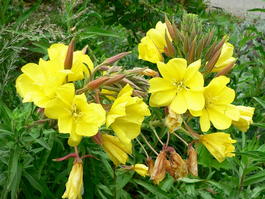 Энотерa двухлетняя (Oenothera biennis)
