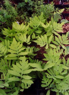 Оноклея чувствительная (Onoclea sensibilis)