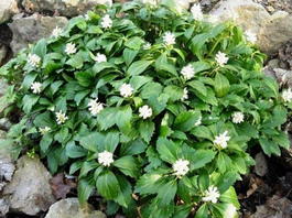 Пахизандра верхушечная (Pachysandra terminalis)