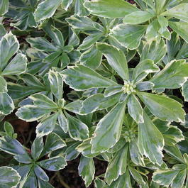 Пахизандра верхушечная «Variegata» (Pachysandra terminalis «Variegata»)
