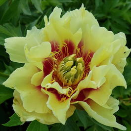 Пион Ито-гибрид «Border Charm» (Paeonia Itoh Hybrids «Border Charm»)