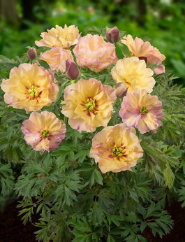 Пион Ито-гибрид «Canary Briljants» (Paeonia Itoh Hybrids «Canary Briljants»)