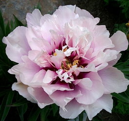 Пион Ито-гибрид «Cora Louise» (Paeonia Itoh Hybrids «Cora Louise»)