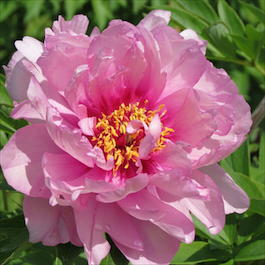 Пион Ито-гибрид «First Arrival» (Paeonia Itoh Hybrids «First Arrival»)