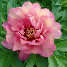 Пион Ито-гибрид «Hillary» (Paeonia Itoh Hybrids «Hillary»)