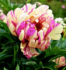 Пион Ито-гибрид «Lollipop» (Paeonia Itoh Hybrids «Lollipop»)
