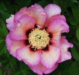 Пион Ито-гибрид «Pastel Splendor» (Paeonia Itoh Hybrids «Pastel Splendor»)