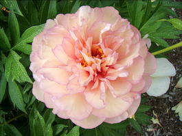 Пион Ито-гибрид «Scrumdidleumptious» (Paeonia Itoh Hybrids «Scrumdidleumptious»)