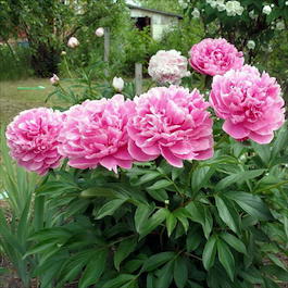 Пион молочноцветковый «Alexander Fleming» (Paeonia lactiflora «Alexander Fleming»)