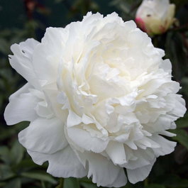 Пион молочноцветковый «Ann Cousins» (Paeonia lactiflora «Ann Cousins»)