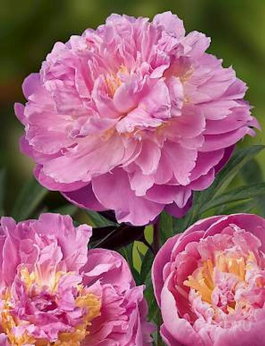 Пион молочноцветковый «Bella Donna» (Paeonia lactiflora «Bella Donna»)