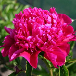 Пион молочноцветковый «Big Ben» (Paeonia lactiflora «Big Ben»)