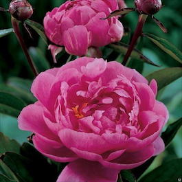 Пион молочноцветковый «Bouchela» (Paeonia lactiflora «Bouchela»)