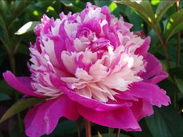 Пион молочноцветковый «Celebrity» (Paeonia lactiflora «Celebrity»)
