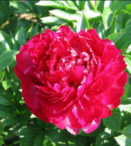 Пион молочноцветковый «Felix Crousse» (Paeonia lactiflora «Felix Crousse»)