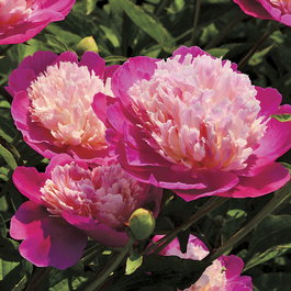 Пион молочноцветковый «Gay Paree» (Paeonia lactiflora «Gay Paree»)