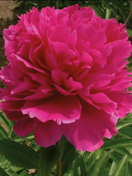 Пион молочноцветковый «Orient Jewels» (Paeonia lactiflora «Orient Jewels»)