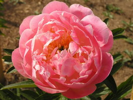 Пион молочноцветковый «Pink Hawaiian Coral» (Paeonia lactiflora «Pink Hawaiian Coral»)