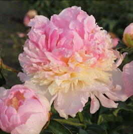 Пион молочноцветковый «Raspberry Sundae» (Paeonia lactiflora «Raspberry Sundae»)