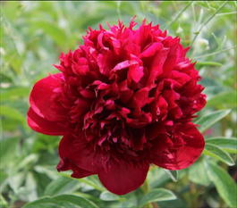 Пион молочноцветковый «Red Double» (Paeonia lactiflora «Red Double»)