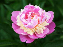 Пион молочноцветковый «Sorbet» (Paeonia lactiflora «Sorbet»)