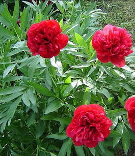 Пион лекарственный «Rubra Plena» (Paeonia officinalis «Rubra Plena»)