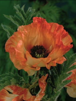 Мак восточный «Orange Glow» (Papaver orientale «Orange Glow»)