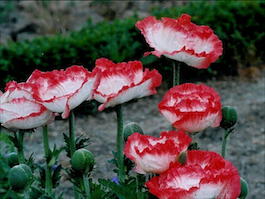 Мак восточный «Place Pigalle» (Papaver orientale «Place Pigalle»)