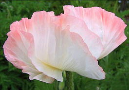 Мак восточный «Shasta» (Papaver orientale «Shasta»)