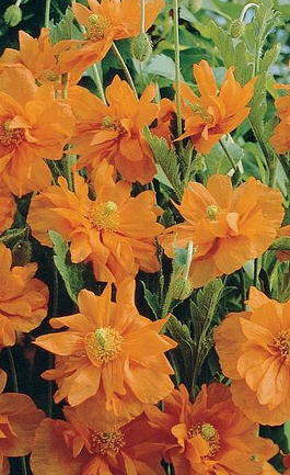 Мак скалоломный «Апельсиновый рай» (Papaver rupifragum «Double Tangerine Gem»)