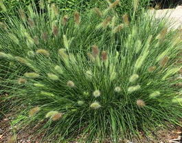 Перистощетинник лисохвостный «Little Bunny» (Pennisetum alopecuroides «Little Bunny»)