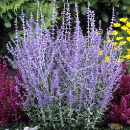 Перовския лебедолистная «Blue Spire» (Perovskia atriplicifolia «Blue Spire»)