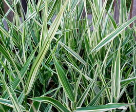 Двукисточник тростниковый (Phalaris arundinacea)