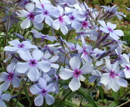 Флокс растопыренный «Chattahoochee» (Phlox divaricata ssp lapham «Chattahoochee»)