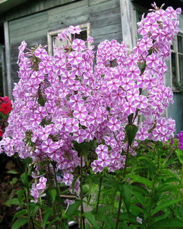 Флокс пятнистый «Наташа» (Phlox maculata «Natascha»)