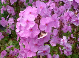 Флокс пятнистый «Rosalinde» (Phlox maculata «Rosalinde»)