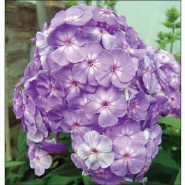 Флокс метельчатый «Голубой мальчик» (Phlox paniculata «Blue Boy»)