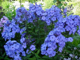 Флокс метельчатый «Blue Paradise» (Phlox paniculata «Blue Paradise»)