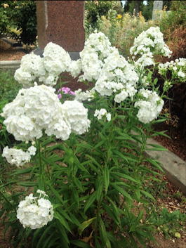 Флокс метельчатый «David» (Phlox paniculata «David»)