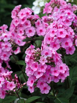 Флокс метельчатый «Ева Каллам» (Phlox paniculata «Eva Cullum»)