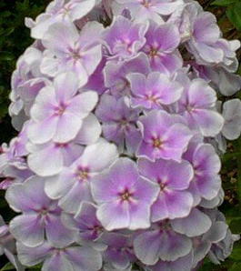 Флокс метельчатый «Франц Шуберт» (Phlox paniculata «Franz Schubert»)