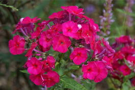 Флокс метельчатый «Kirchenfürst» (Phlox paniculata «Kirchenfürst»)