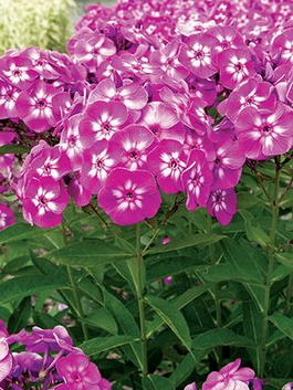 Флокс метельчатый «Лаура» (Phlox paniculata «Laura»)