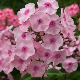 Флокс метельчатый «Mies Copijn» (Phlox paniculata «Mies Copijn»)